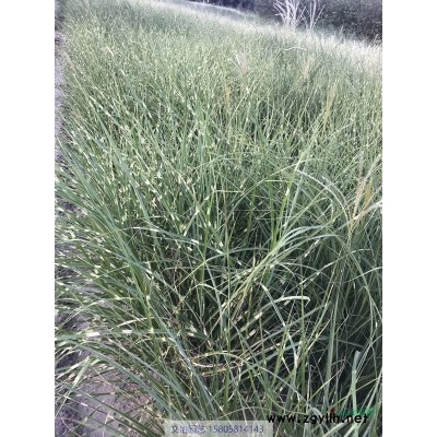 花葉玉蟬花-品種*