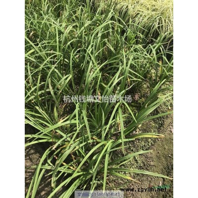十大功勞（窄葉/闊葉）-苗圃直銷