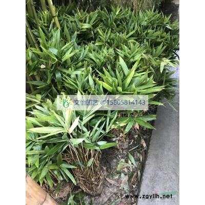 長春花-大小杯苗-開花周期長