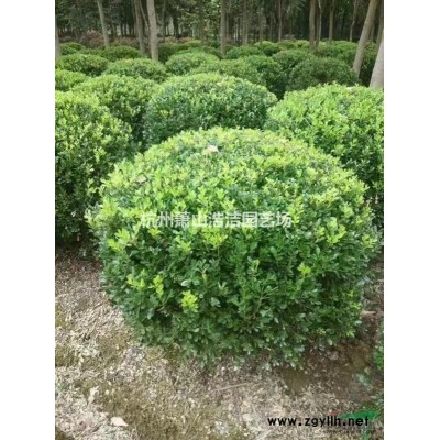 浙江蕭山大葉吳風草地苗，小杯苗大量供應