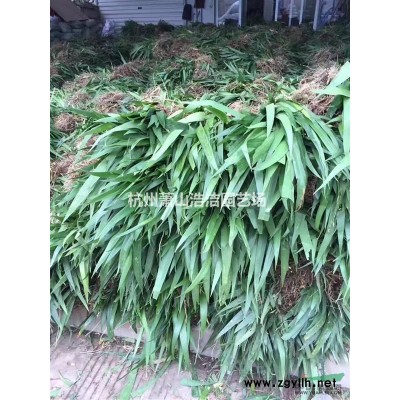 浙江蕭山苗木基地直銷紅花繼木配送現場