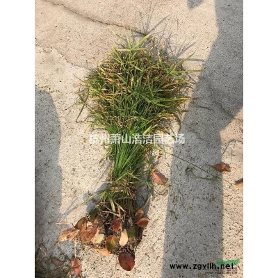 浙江精品紅葉石楠球