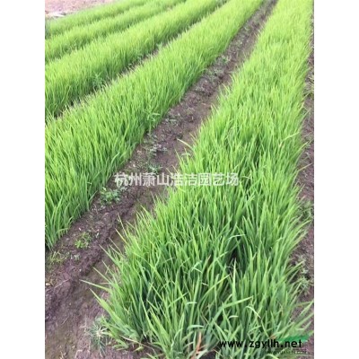 浙江草皮一馬尼拉，果嶺草批發供應