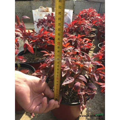 浙江火焰南天竹3介紹