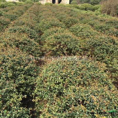浙江水生植物基地一千屈菜批發直銷基地