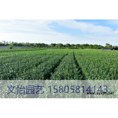 含笑花-精致小苗