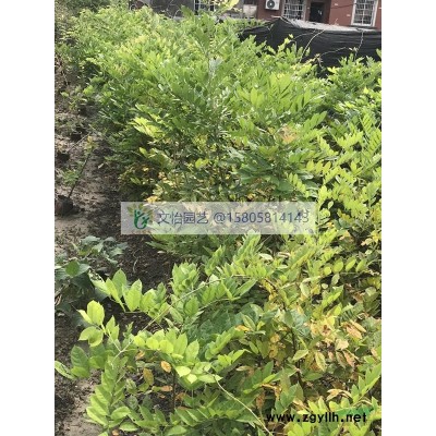 花葉蔓常春藤（花葉蔓）-苗圃直銷
