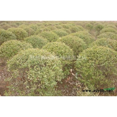浙江蕭山草花基地－滿天星工程苗種植配送
