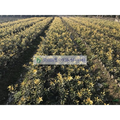 角堇-花色純正