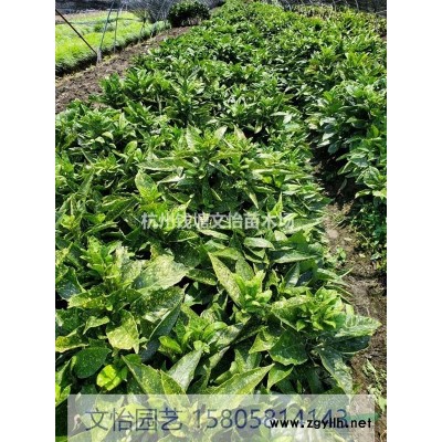 黃金菊-大/小杯苗*