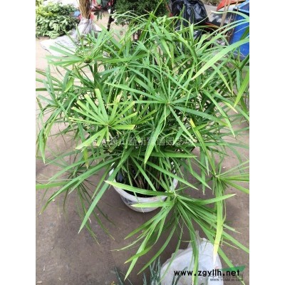 浙江蕭山水生植物基地－斑葉芒、細葉芒、花葉芒