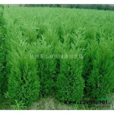 浙江蕭山水生植物基地－細葉沙草基地直銷