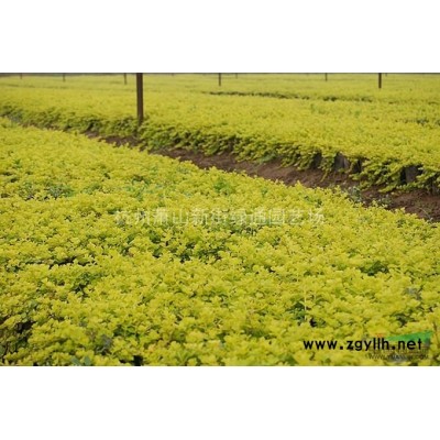 浙江蕭山水生植物基地－再力花實拍圖
