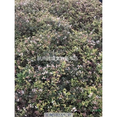 花葉芒-多種芒草