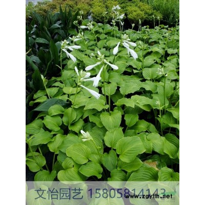 藍花鼠尾草-多種花色