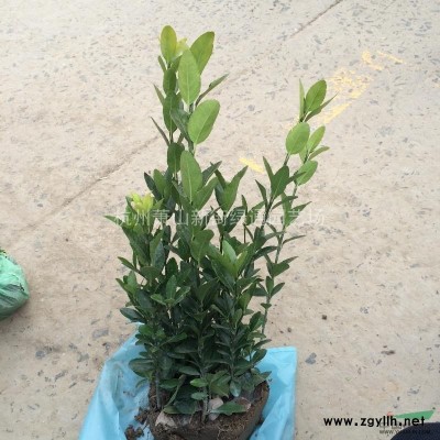 浙江水生植物基地香蒲、千屈菜、旱傘草等出售