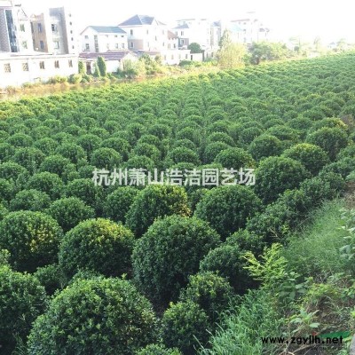 浙江水生植物批發～旱傘草