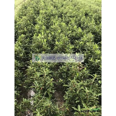 菲白竹/菲黃竹-薄利多銷