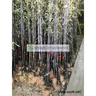 瓜子黃楊、雀舌黃楊-精品小苗
