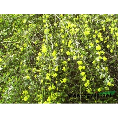 浙江蕭山水生植物基地－水罌粟供應