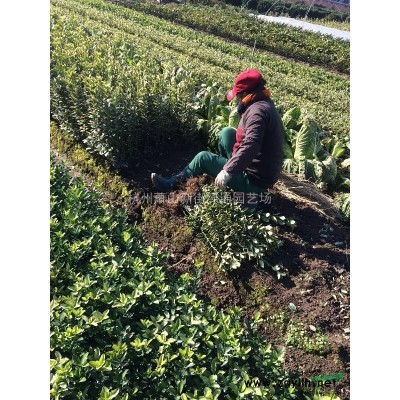 浙江蕭山水生植物基地－水生鳶尾（西伯利亞鳶尾）