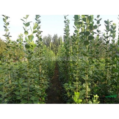 浙江蕭山水生植物基地直銷－三葉草