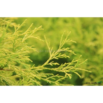 藍色波爾瓦5*新價格/藍色波爾瓦5報價