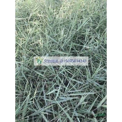 彩葉草-大小杯苗