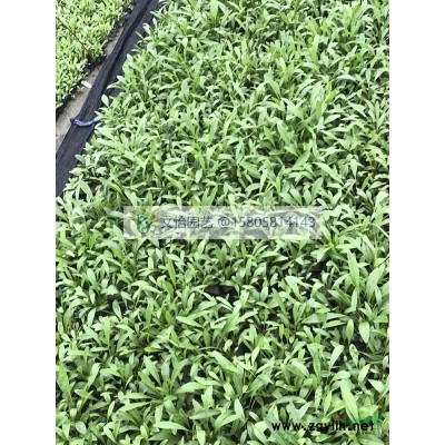 小葉/金葉女貞-專業苗圃