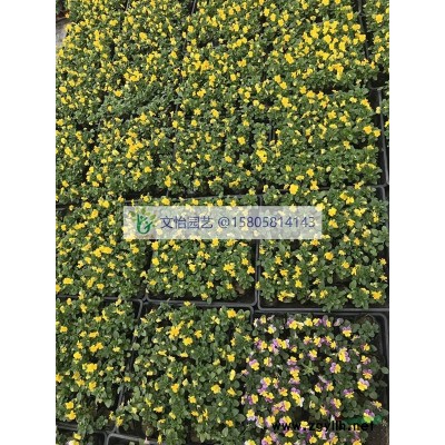紅菱/菱角-江南特產