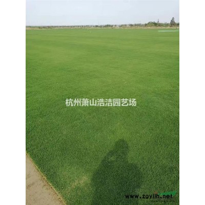 浙江蕭山草花基地－金雞菊批發供應