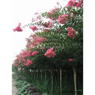 蕭山地區優質大葉吳風草、蘭花三七大量供應