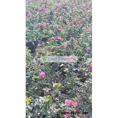 小葉扶芳藤、花葉扶芳藤、金邊扶芳藤-量大價優