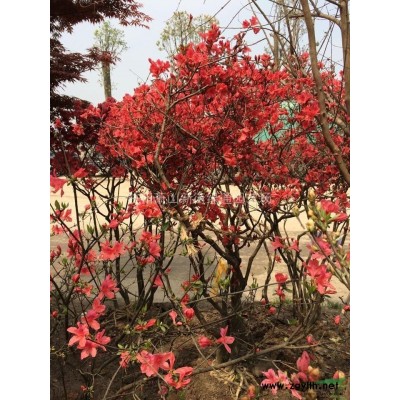 浙江花葉蔓基地實圖