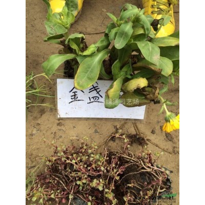供應紅花繼木色塊苗-蕭山色塊苗種植基地-蕭山浩潔園藝場