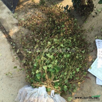 供應金焰繡線菊盆栽苗、普通繡線菊。基地直銷，量大！
