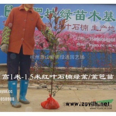 供應金盞菊-金盞菊圖片-金盞菊價格-蕭山新街苗木直銷基地
