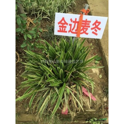 大量供應蔥蘭