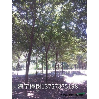 海寧供應(yīng)香樟3公分