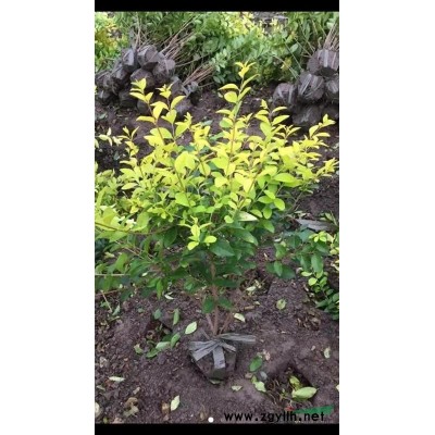 供應毛娟毛球、夏娟（紫娟）毛球