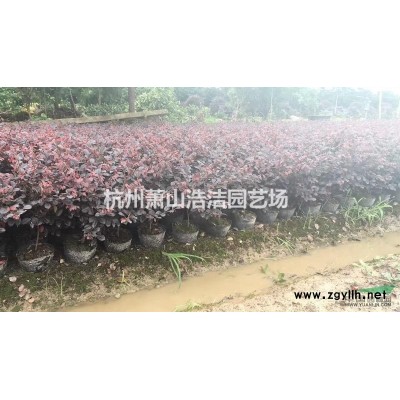 供應(yīng)大葉黃楊色塊、大葉黃楊球及各類球形