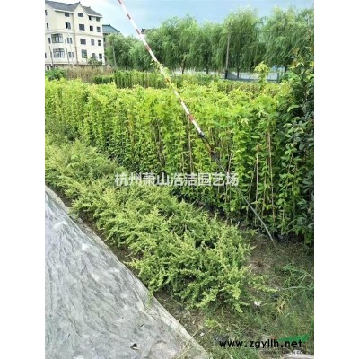 供應(yīng)小葉女貞球/水臘球