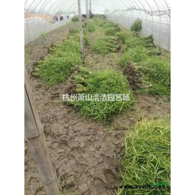 供應垂枝梅-垂枝梅優質工程苗