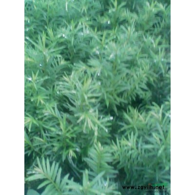 紅豆杉 新昌紅豆杉 紅豆杉基地