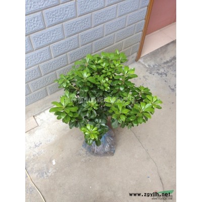 供應荷花-紅荷花、白荷花
