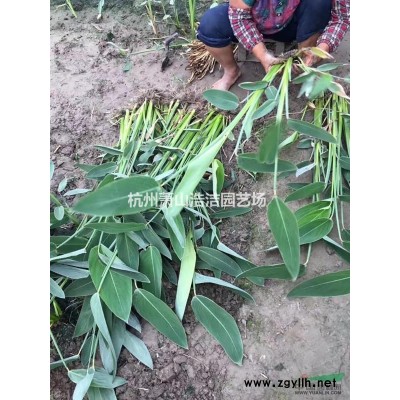 蕭山龍柏球大熱銷（一年生，兩年生）量大，質好！實地看苗