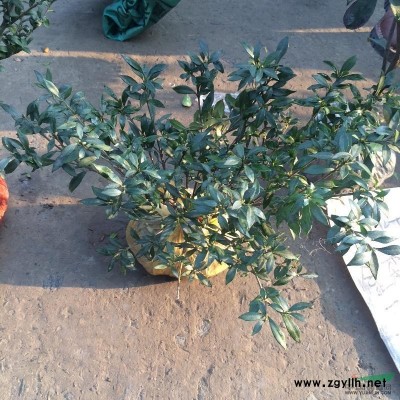 供應水生植物西伯利亞鳶尾-常綠水生鳶尾
