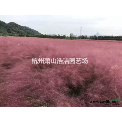 供應朱頂紅-蕭山朱頂紅基地直銷