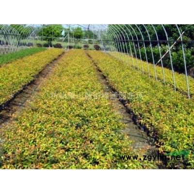 熊掌木圖片、熊掌木價格