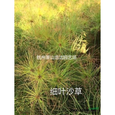 浙江蕭山法國冬青挖苗現場